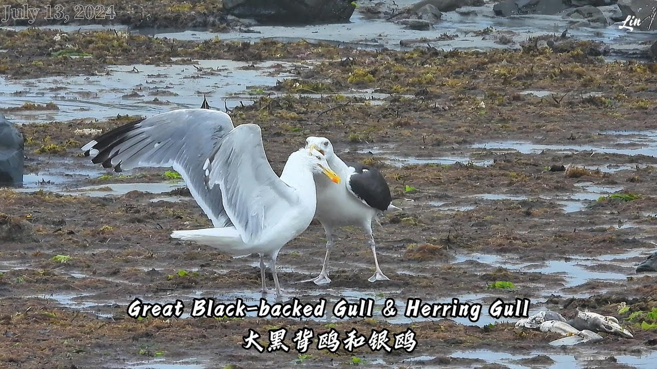Great Black-backed Gull & Herring Gull