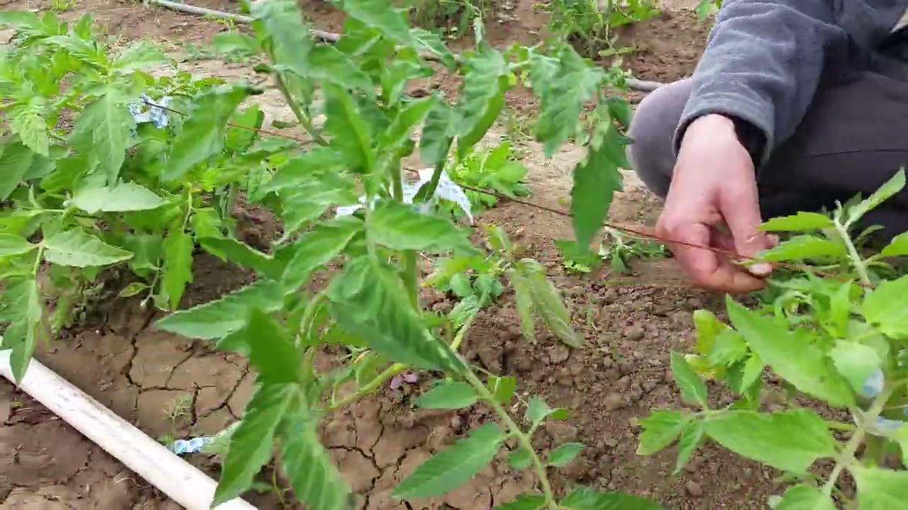 Първо Култучене, разреждане и Пръскане на Домати и Краставици