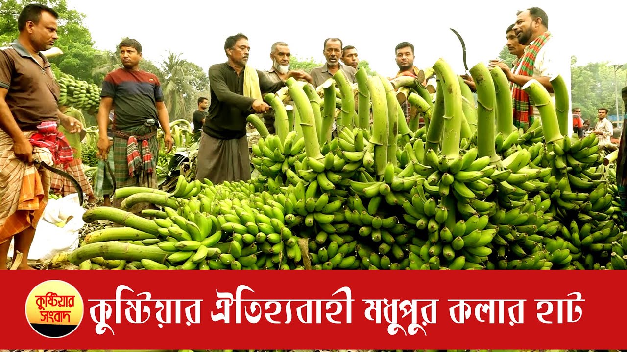 কুষ্টিয়ার ঐতিহ্যবাহী মধুপুর কলার হাট | Big Banana | Banana Market | Modhupur Kolar Hat | Banana