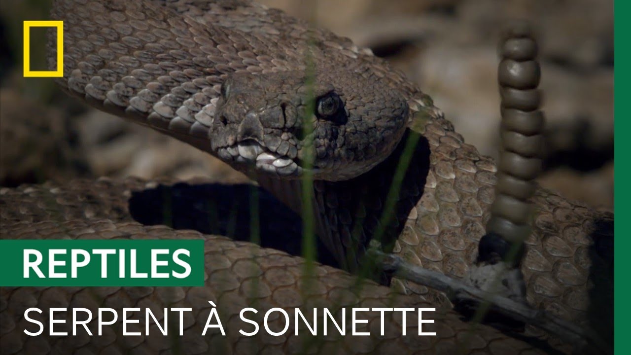 Les secrets de la sonnette des crotales