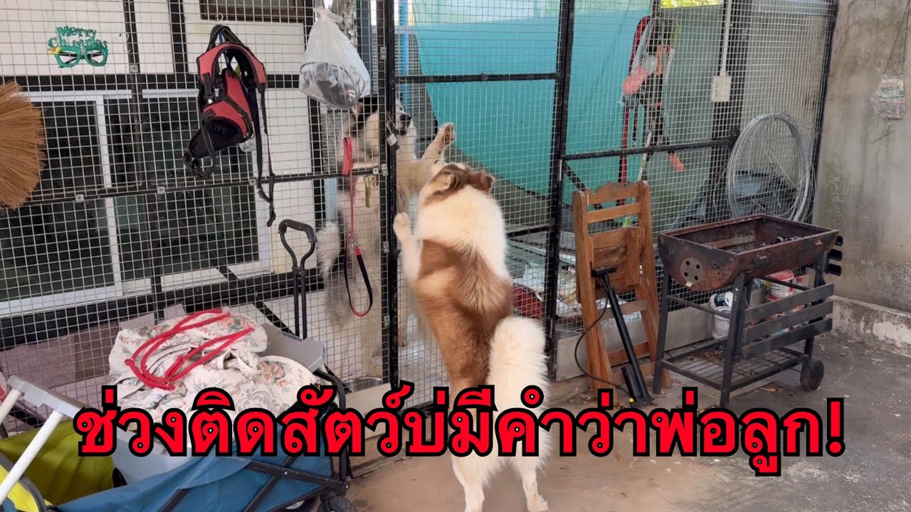 ช่วงนี้หงุดหงิดง่ายใส่เบิ่ดบ่มีคำว่าพ่อลูก