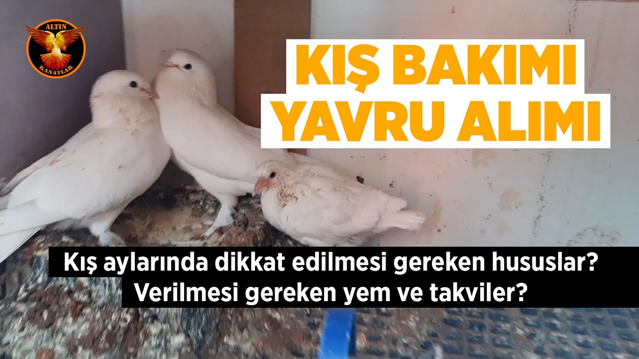 GÜVERCİNLERDE KIŞ BAKIMI / YAVRULAR / KÜMES GEZİMİ / ŞAHİNLER
