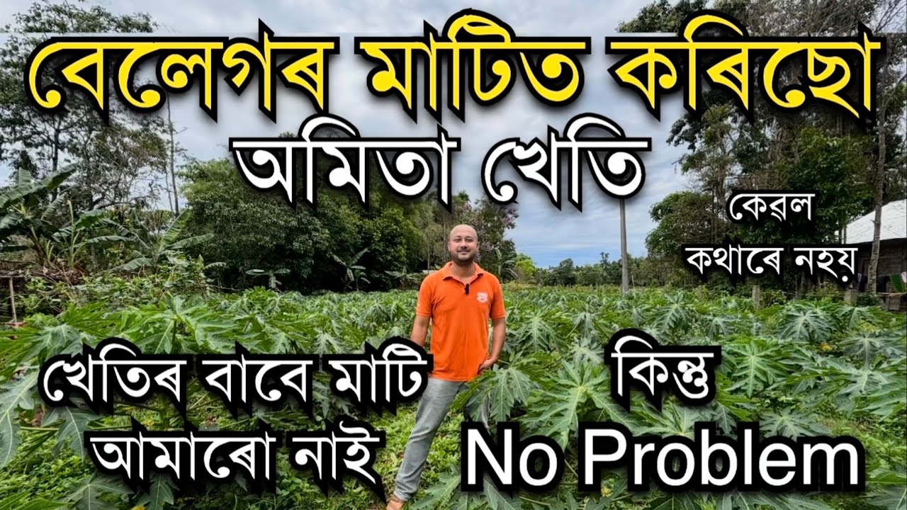 খেতিৰ বাবে মাটি নাই No Problem বেলেগৰ মাটিত Red Lady  অমিতা খেতি।Papaya Farming in Assam।Amita Kheti