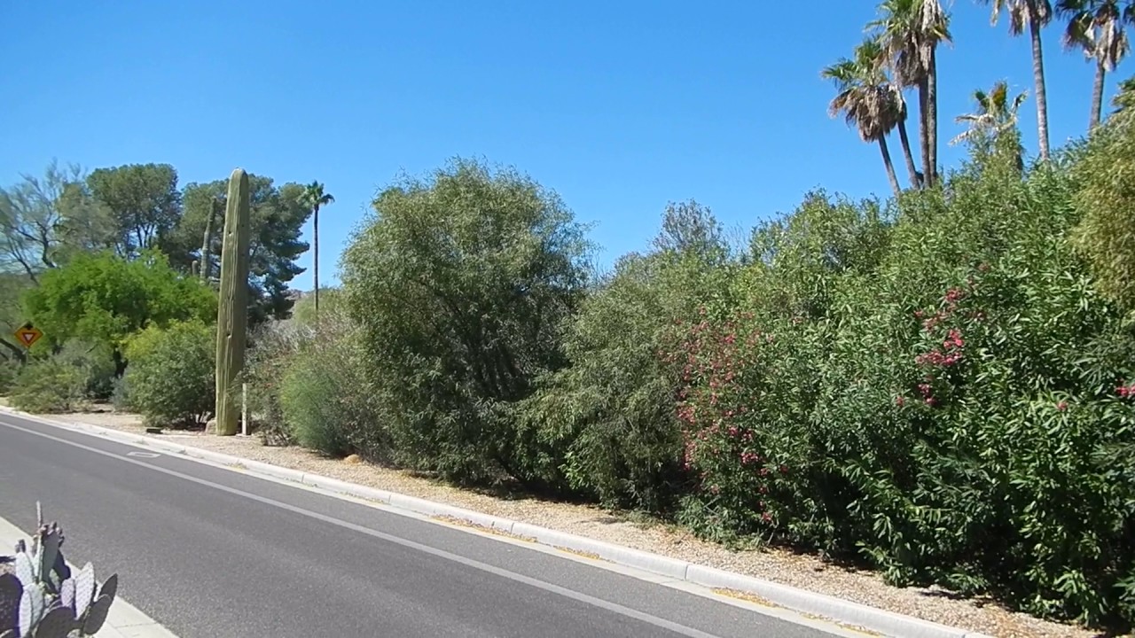 Fake Saguaro Cell Tower Kills Oleander Bush