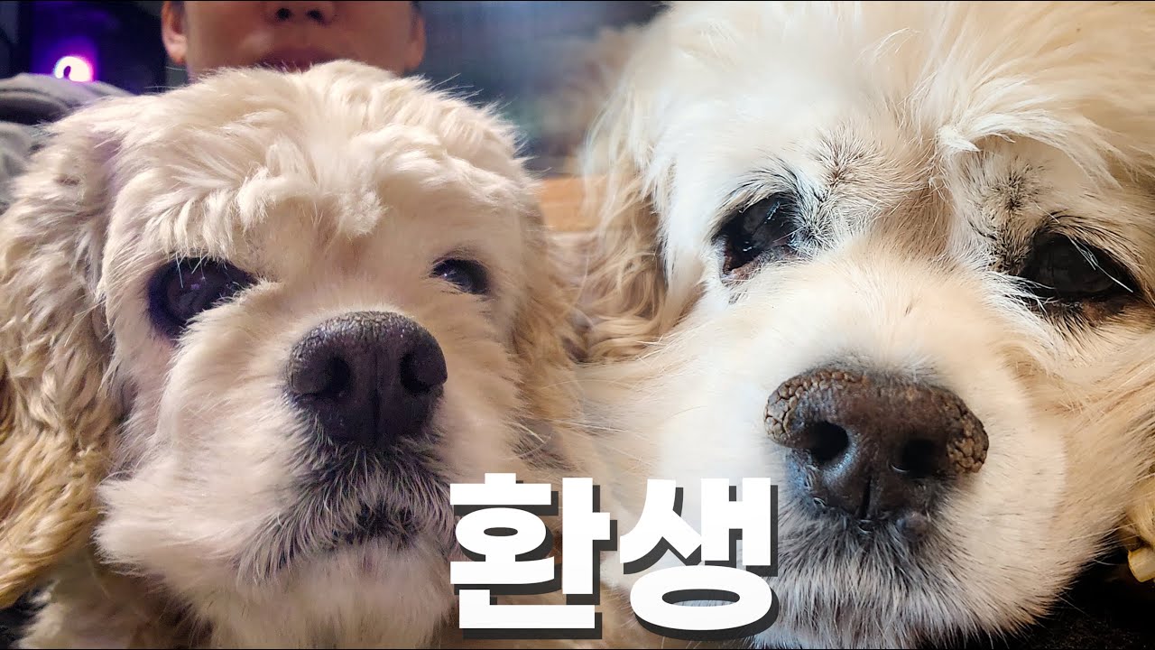 무지개 다리를 건넜던 똑같은 아이가 찾아온다면.....