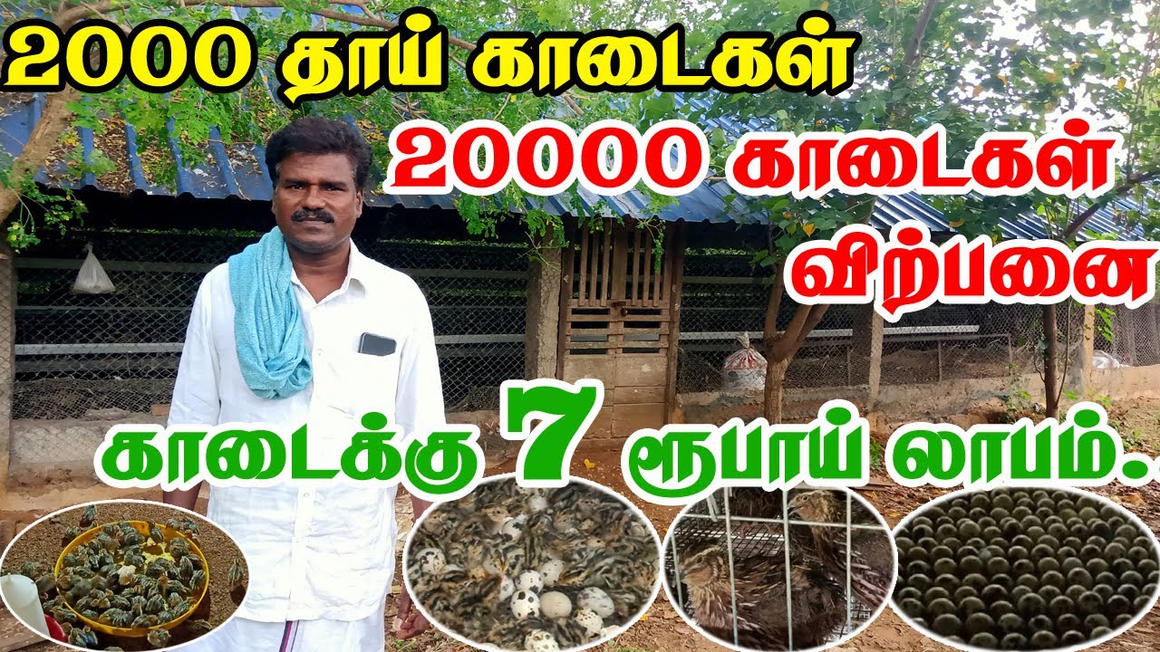 மாதம் 20000 காடை உற்பத்தி செய்யும் விவசாயி | காடை வளர்ப்பு | QUAIL FARMING | VILLAGE TAMIZHAN