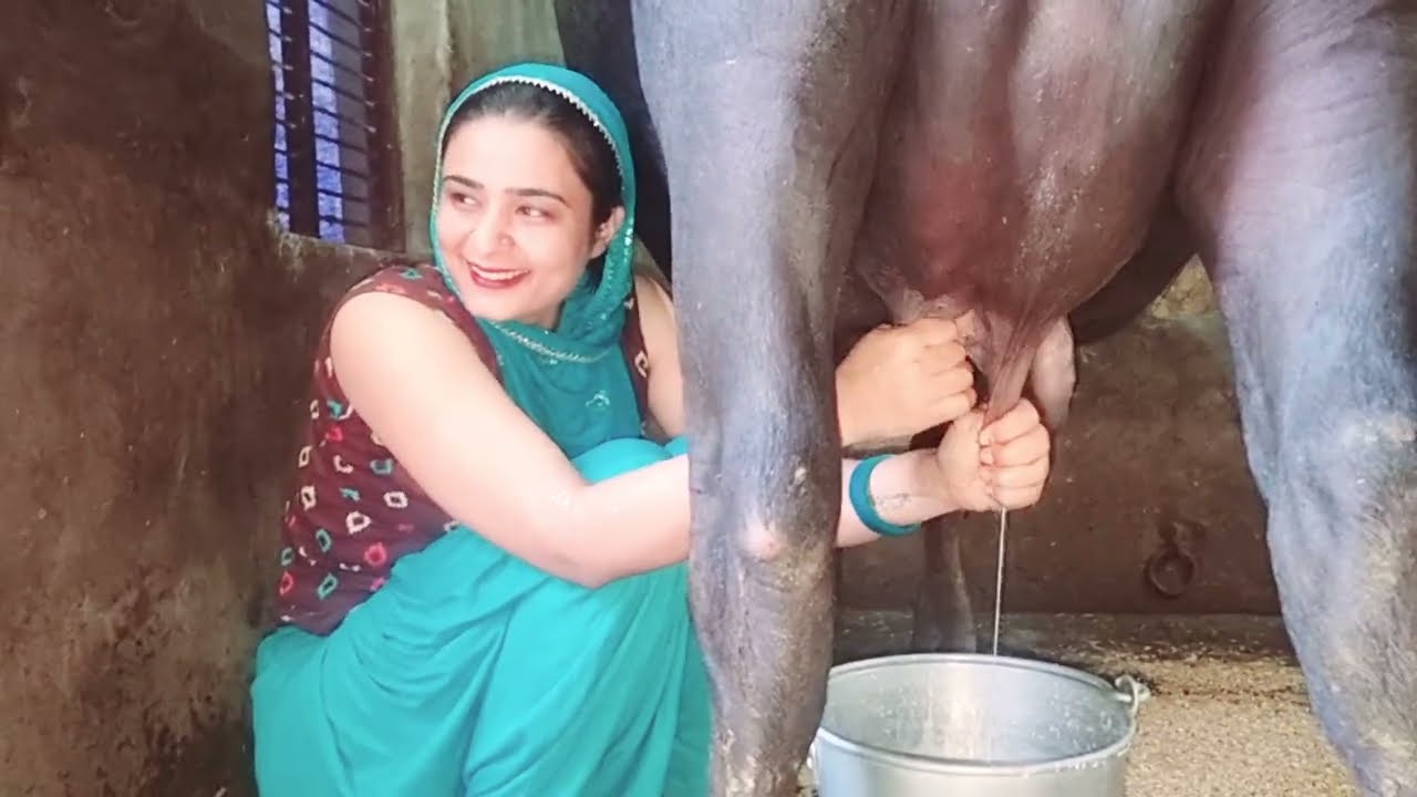Villagelife routine work#cowmilking #gaotmilking ##buffalomilkingbyhand