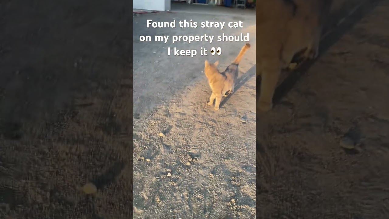 Found this stray cat on my property should I keep it 