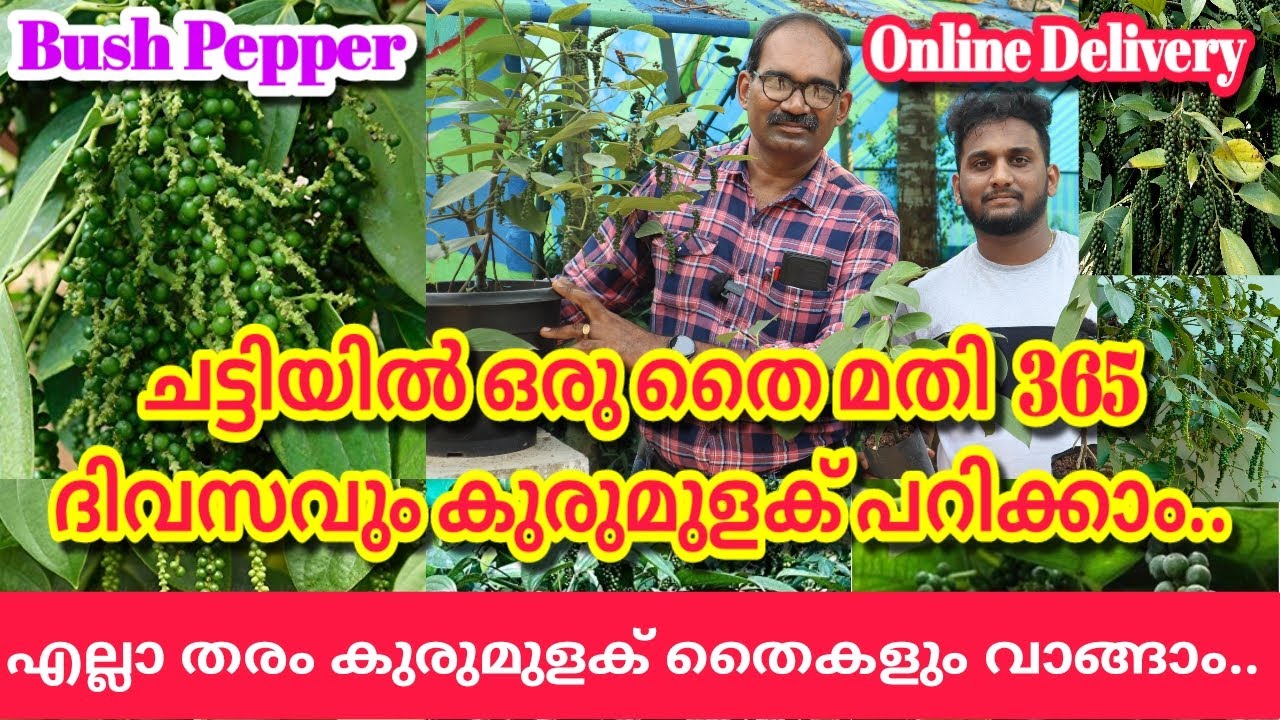 ചട്ടിയിൽ ഒരു തൈ മതി 365 ദിവസവും കുരുമുളക് പറിക്കാം.. ഗ്രാഫ്റ്റിംഗ് ഇത്ര സിമ്പിൾ ആണോ? #bushpepper