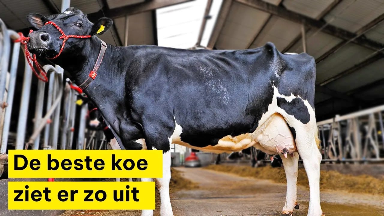 De meest optimale koe, zo ziet zij er uit!