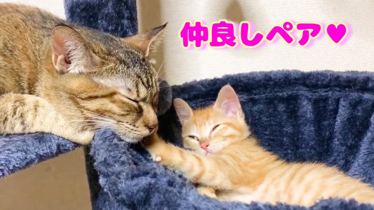 遊びたい…でも…。子猫に譲ってあげる優しいお姉ちゃん猫♡