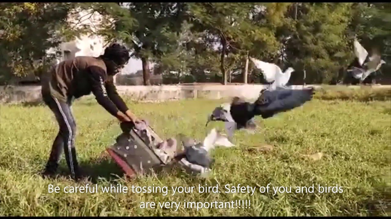 Be careful while tossing your birds| Indian Pigeon Toss team | Racing Homer Pigeon