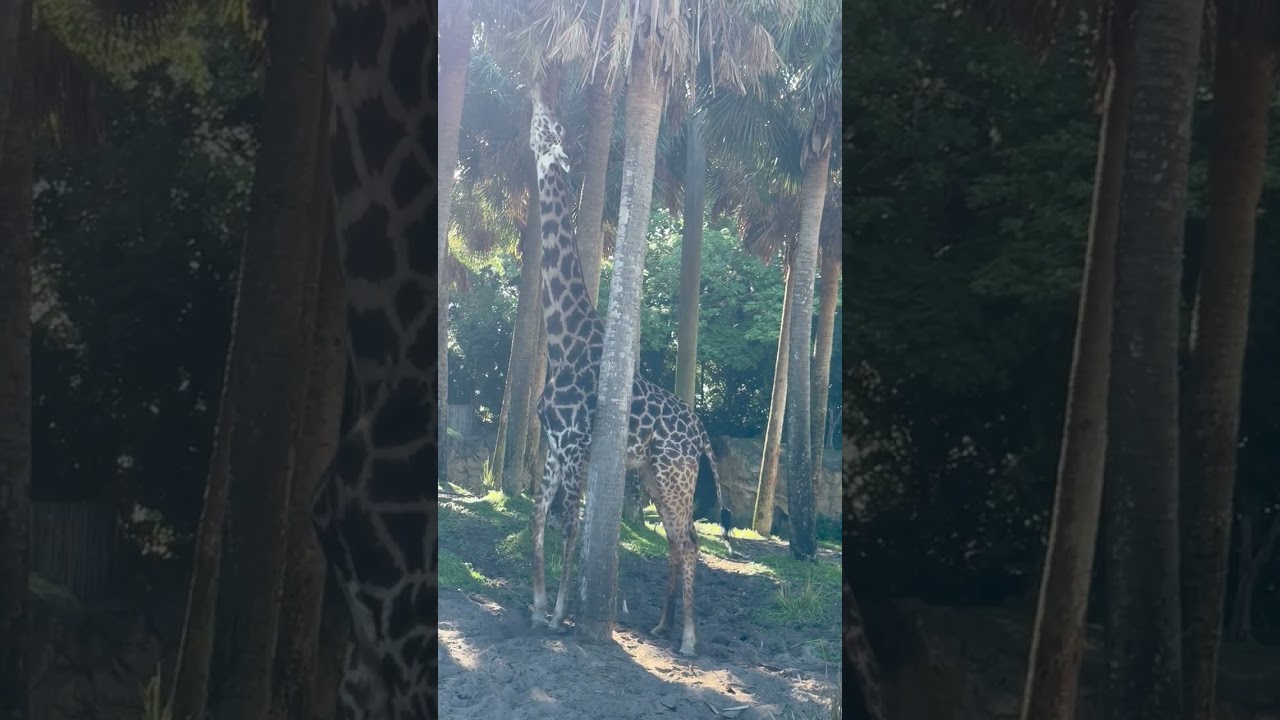 O Kilimanjaro Safaris é uma das atrações mais incríveis do Park Disney’s Animal Kingdom. 