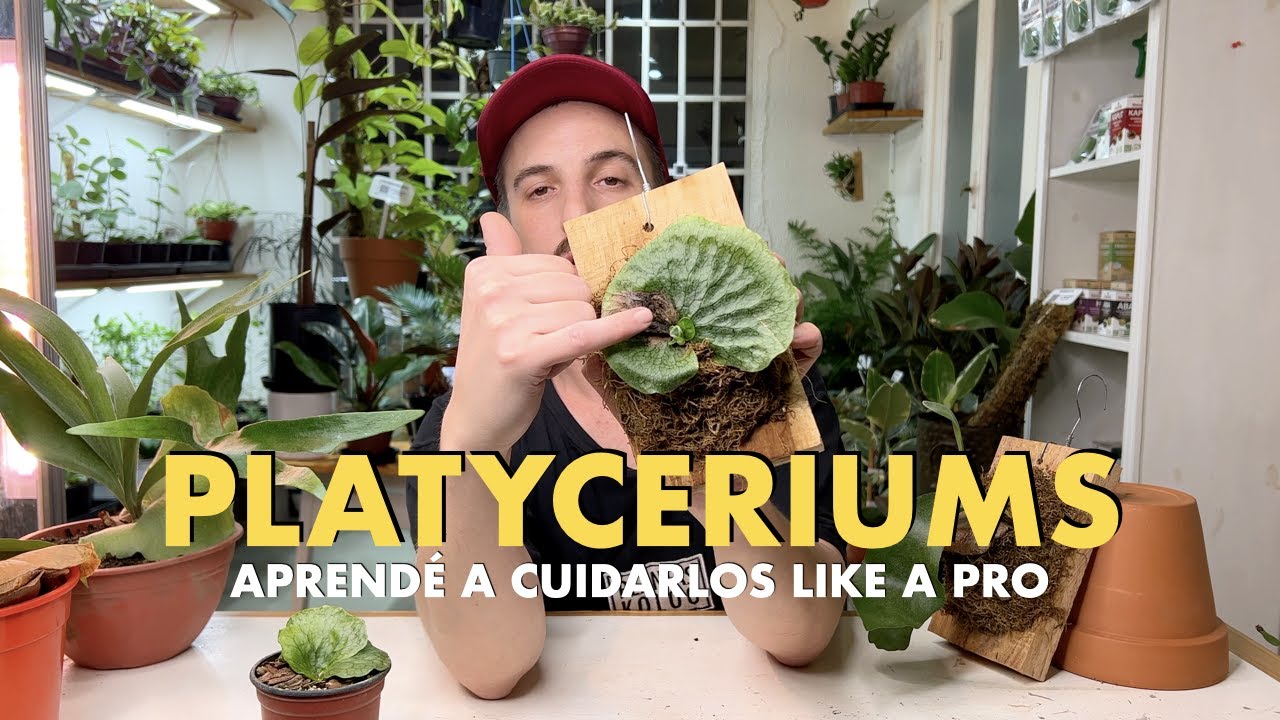 Aprendé a cuidar Helechos Platycerium (Cuerno de Alce) como unx PRO!