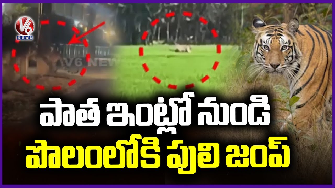 Tiger Roars Heard in Dilapidated House in East Godavari, Escapes to Nearby Farm | V6 News