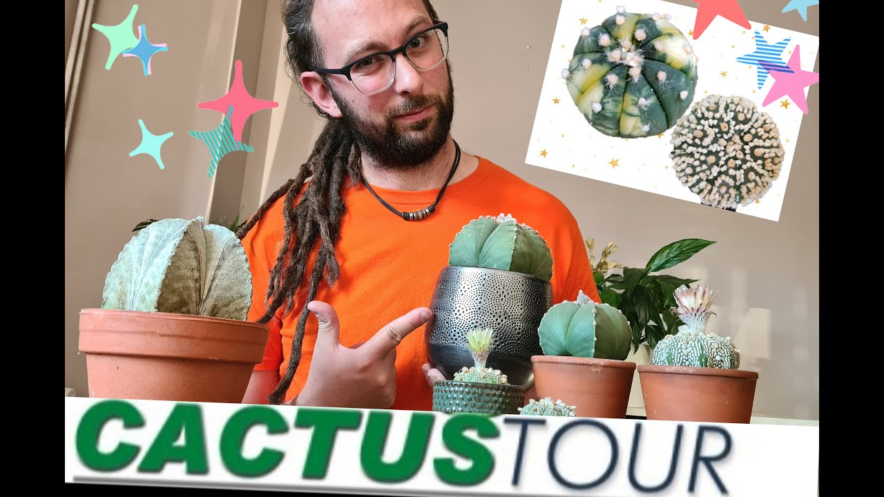 CACTUS TOUR 🌵Partie 2 : Mes Astrophytum ! ⭐