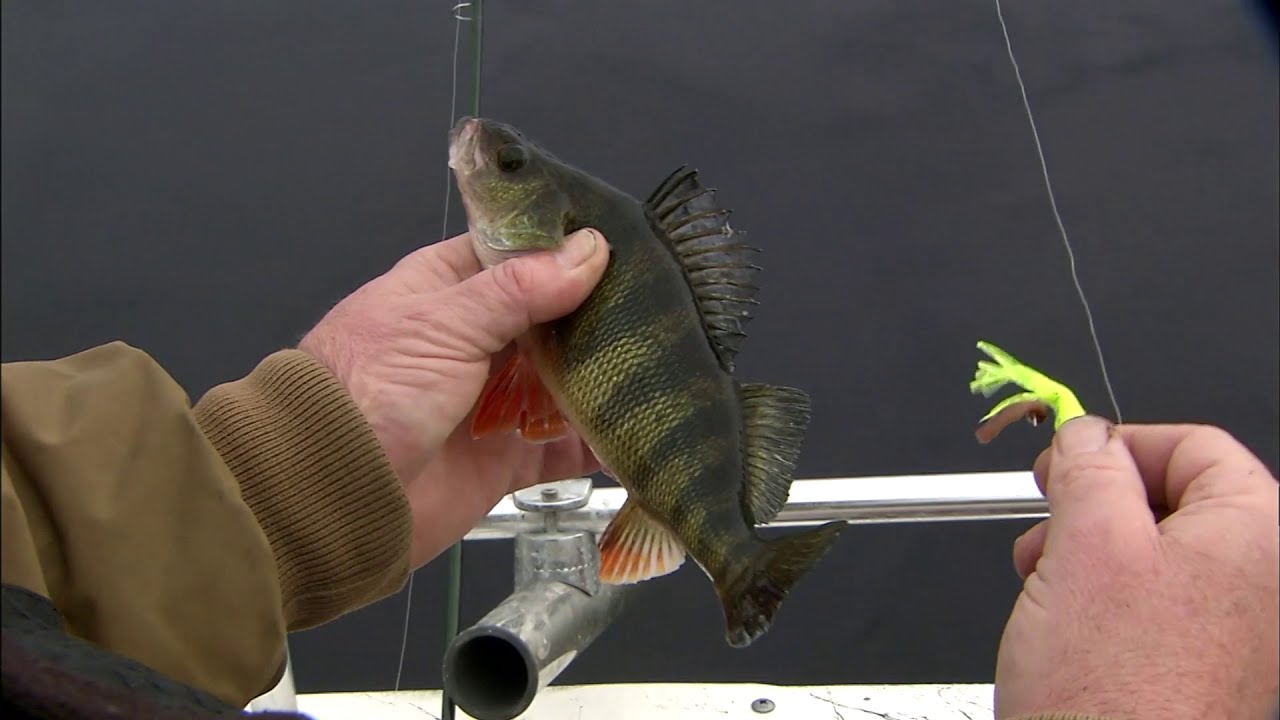 Catching Late Winter Perch | Part 2