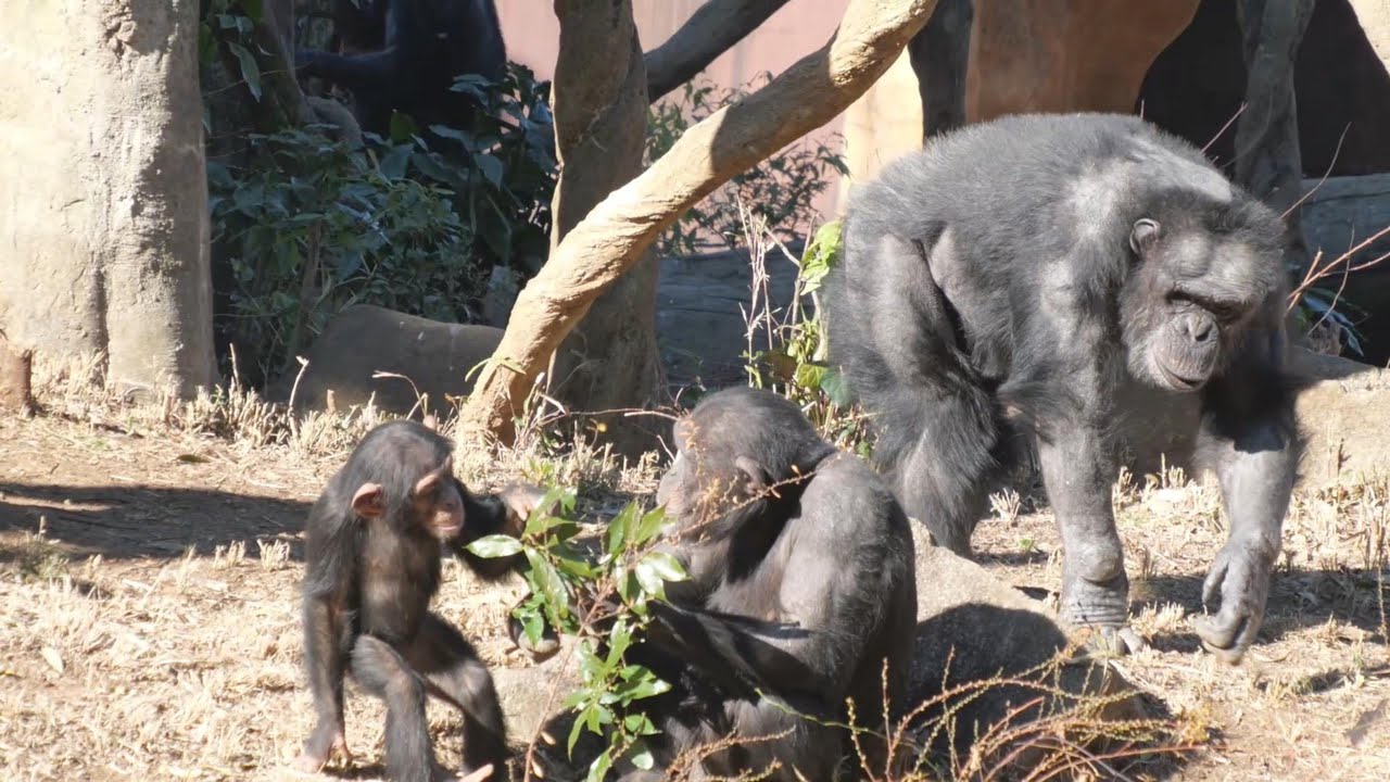 カズヤとコサチとハルちゃんの朝　よこはま動物園ズーラシア　チンパンジー　202602