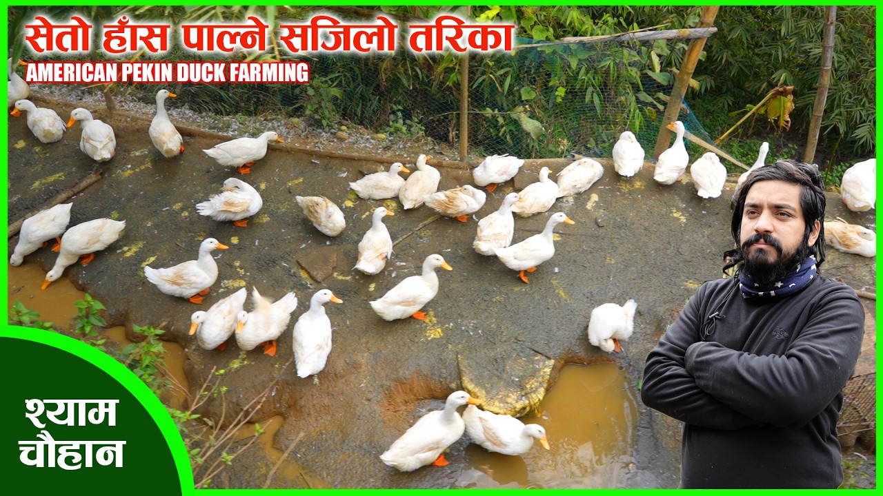 सेतो हाँस पालन l DUCK FARMING IN NEPAL l SHYAM CHAUHAN l AMERICAN PEKIN DUCK