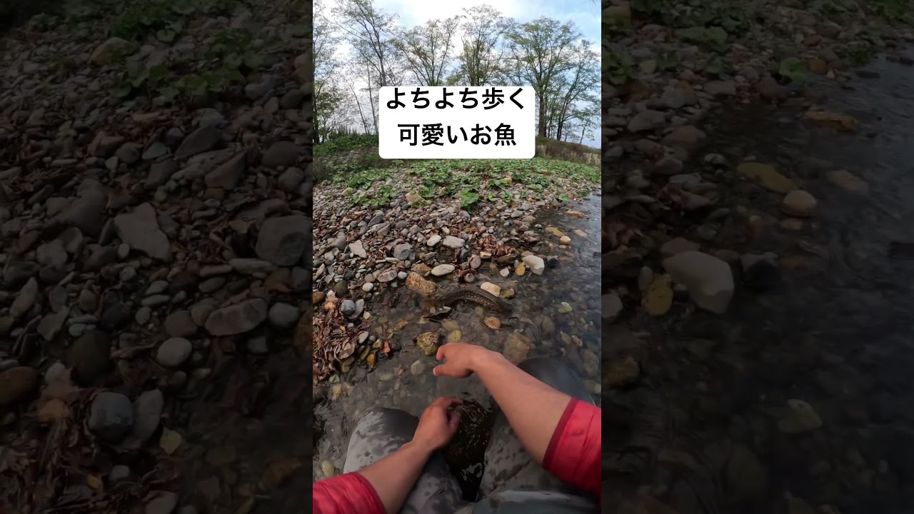 よちよち歩くかわいい 魚 #釣り #アメマス #fishing #フライフィッシング #trout #アウトドア