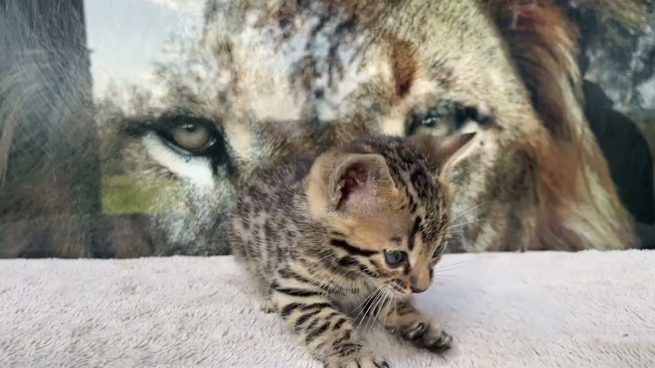 BOY 1 litter N at 6 weeks old