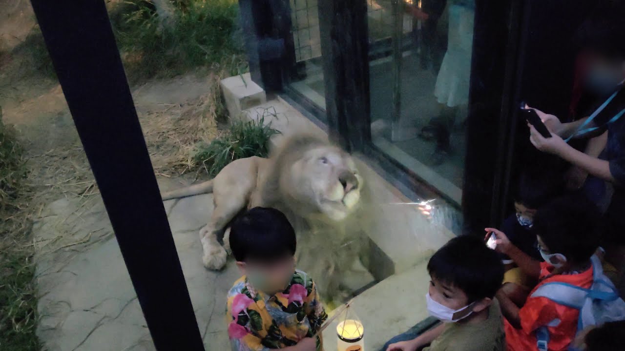 続★秋zooナイト★沖縄こどもの国★ライオン・獅子㉑暗くなっていく中での、セラム人気は、いいね・・・・・white_Lion Okinawa Zoo & Museum(20201017)