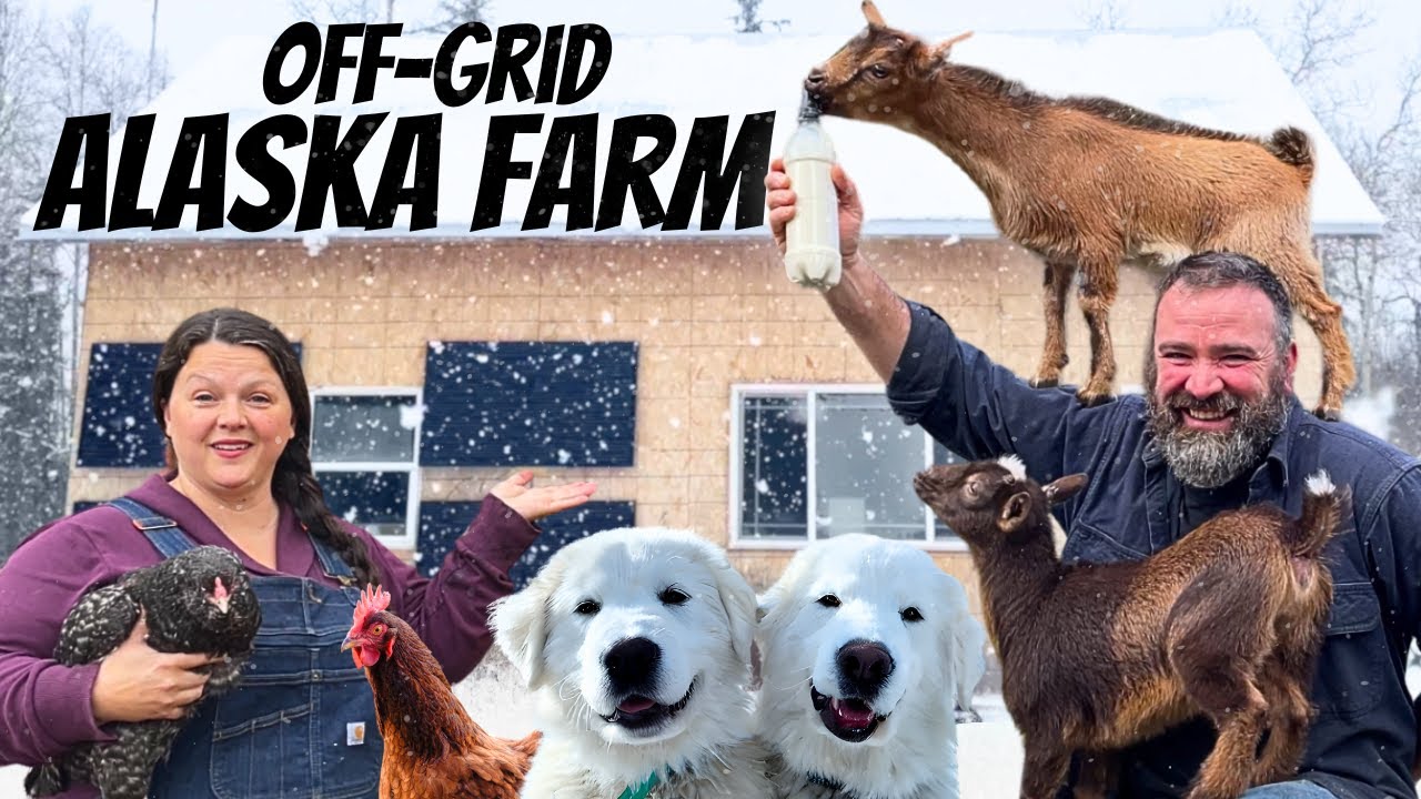 Our Little Farm Life in Alaska:  Raising Livestock in the Last Frontier