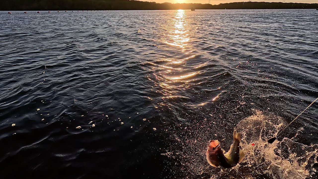 Caught so many we lost count! Even in 90 degree bath water