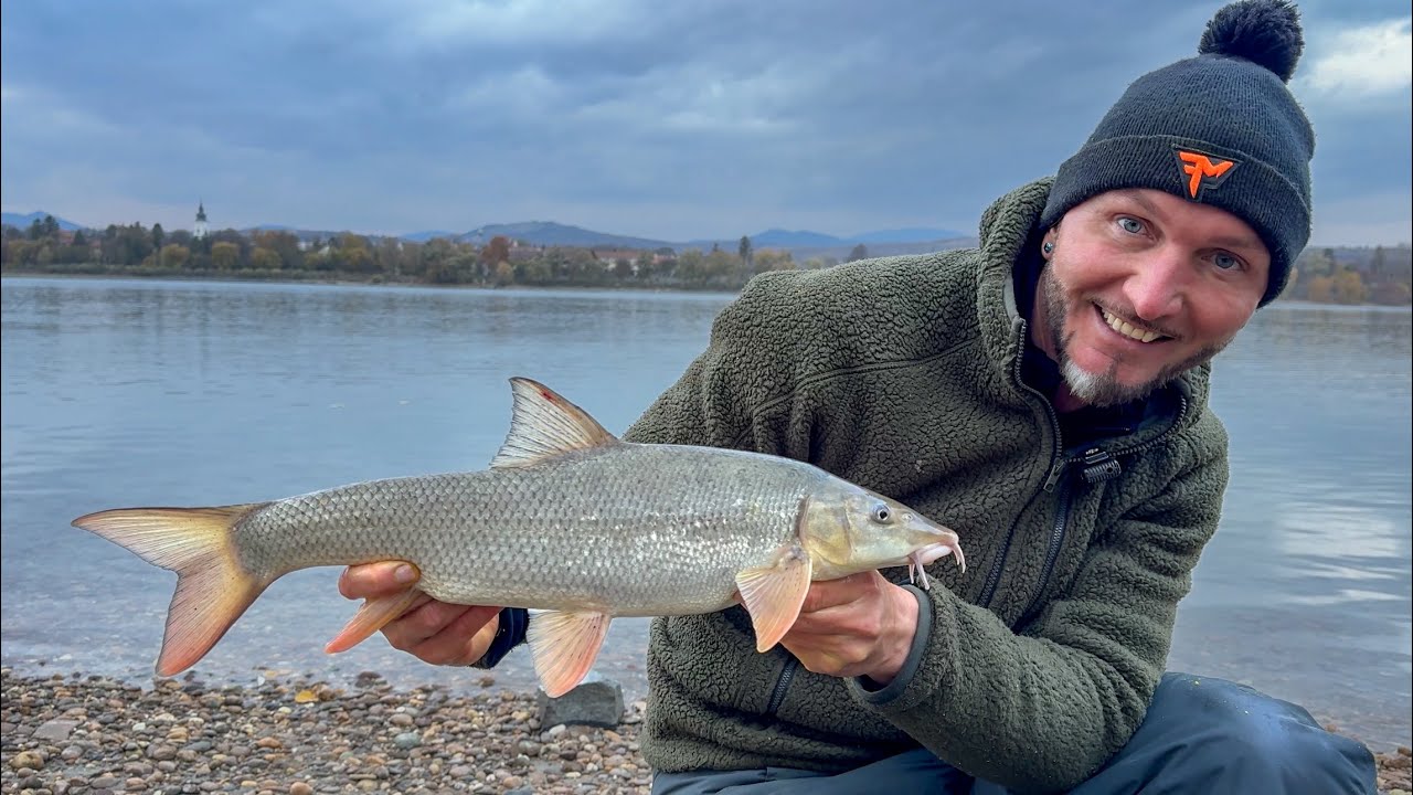 FEEDERMANIA- Pilismaróti márna horgászat. (Only Youtube movie) Barbel fishing.