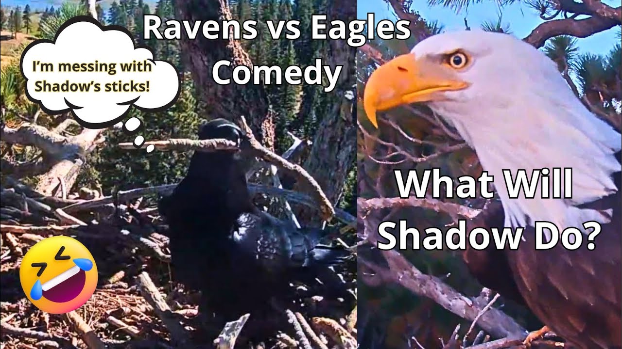 When Ravens Party & Eagles Come Home…😮Jackie & Shadow’s Nest Gets a Raven Makeover!+Fiona🐿️& Mini🐁