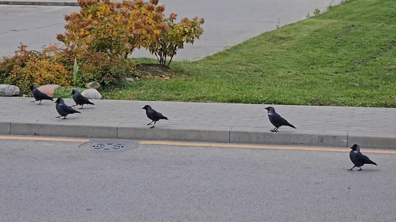 Kovārnis / The western jackdaw (Coloeus monedula)