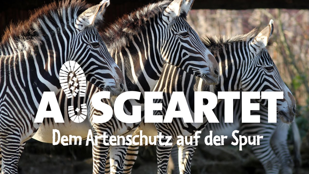 AUSGEARTET - Folge 25: Mit Jens Hirmer auf den Spuren der Grevy-Zebras