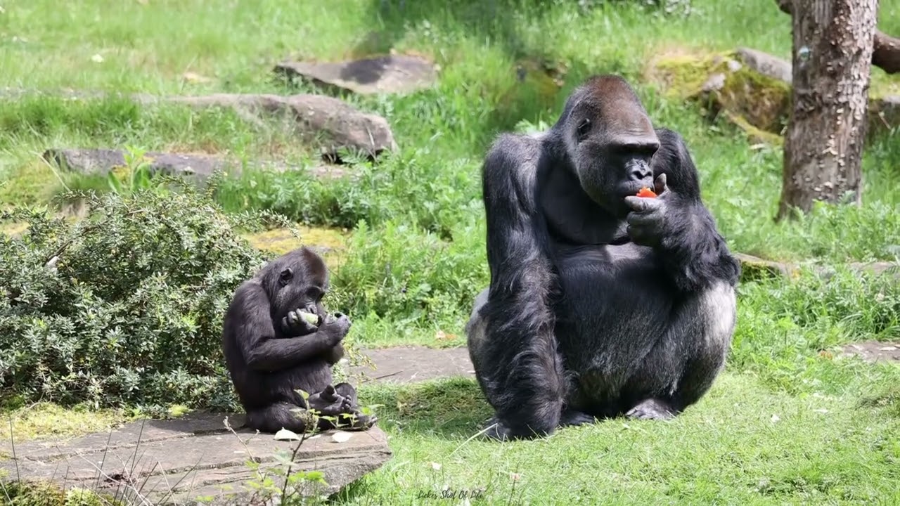 GORILLA FATHER BAOBAO AND SON KIANGO
