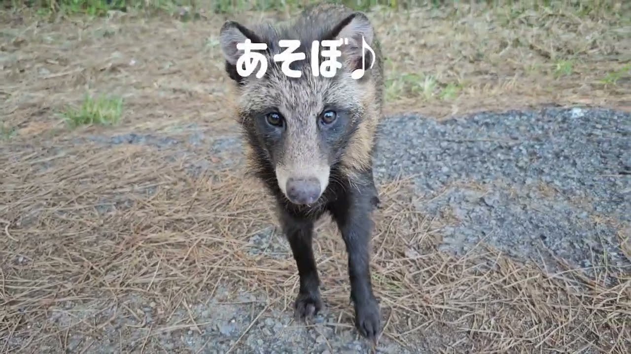 【きんとへね】こだぬきさんふたたび(笑)！そして…たぬぅ弟も！？