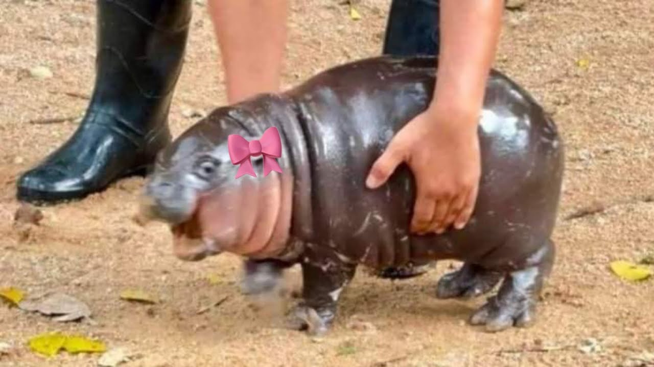 moo deng 💅🏻 baby pygmy hippo compilation