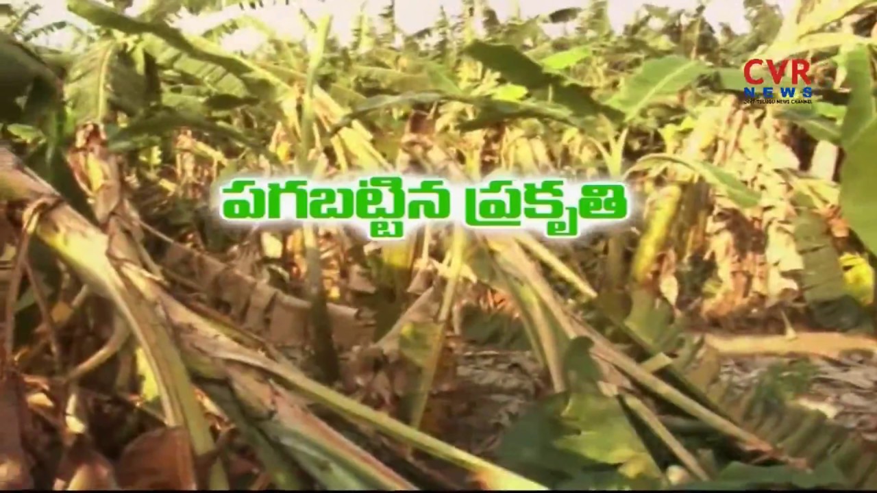 Banana Crops Damage with Unseasonal Rains in Srikakulam Dist | CVR News