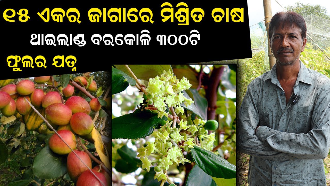 ୧୫ ଏକର ଜାଗାରେ ମିଶ୍ରିତ ଚାଷ, ୩୦୦ ଥାଇଲାଣ୍ଡ ବରକୋଳି  || Thailand Apple Ber farming in Odisha.