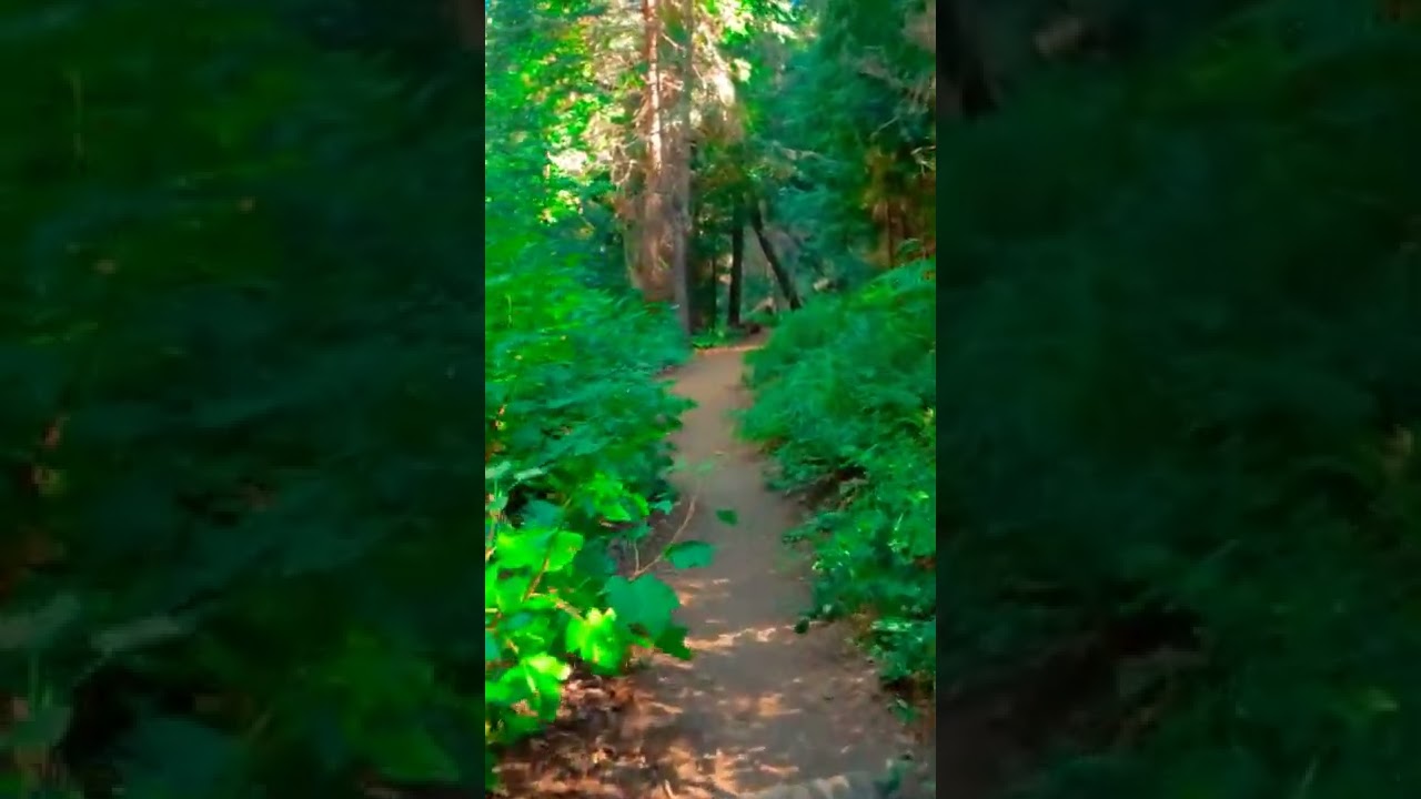 This Could be Alien Forest ASMR #forest #forestwalk #asmr #shorts