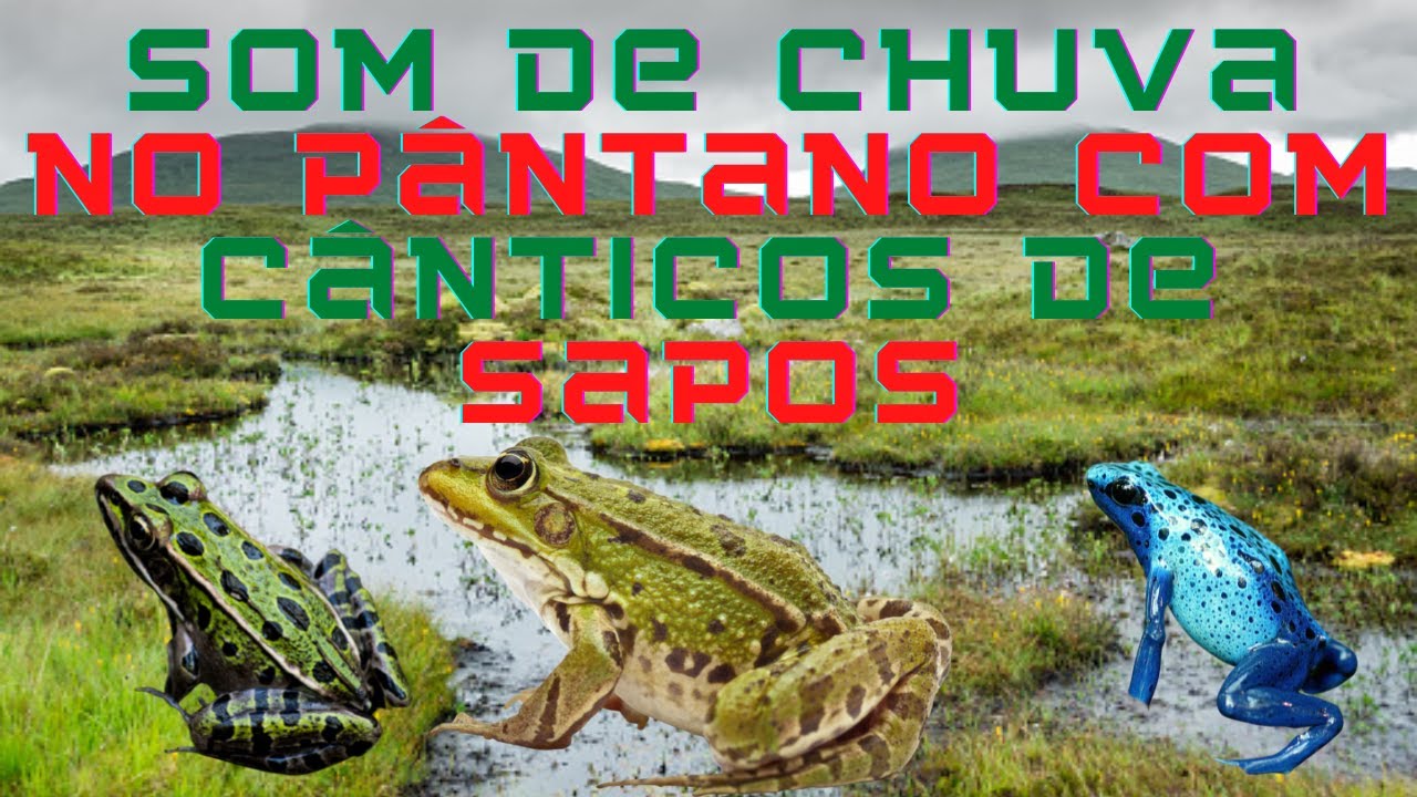 Som de Chuva no (P&Acirc;NTANO) com C&acirc;nticos de Sapos
