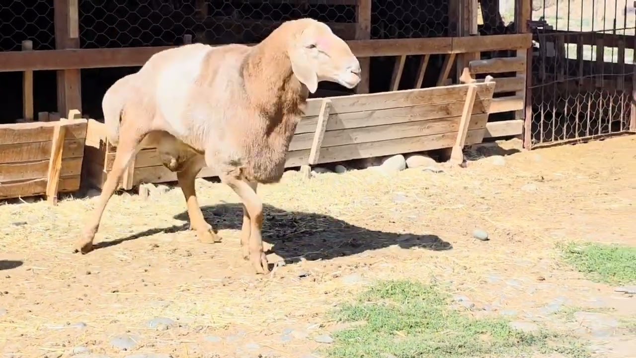 ЭЛИТА КОЧКОРЛОРДУН БИРИ САТЫККА ЧЫКТЫ😱😱😱#арашанские_овцы #алатоо#гиссар #порода