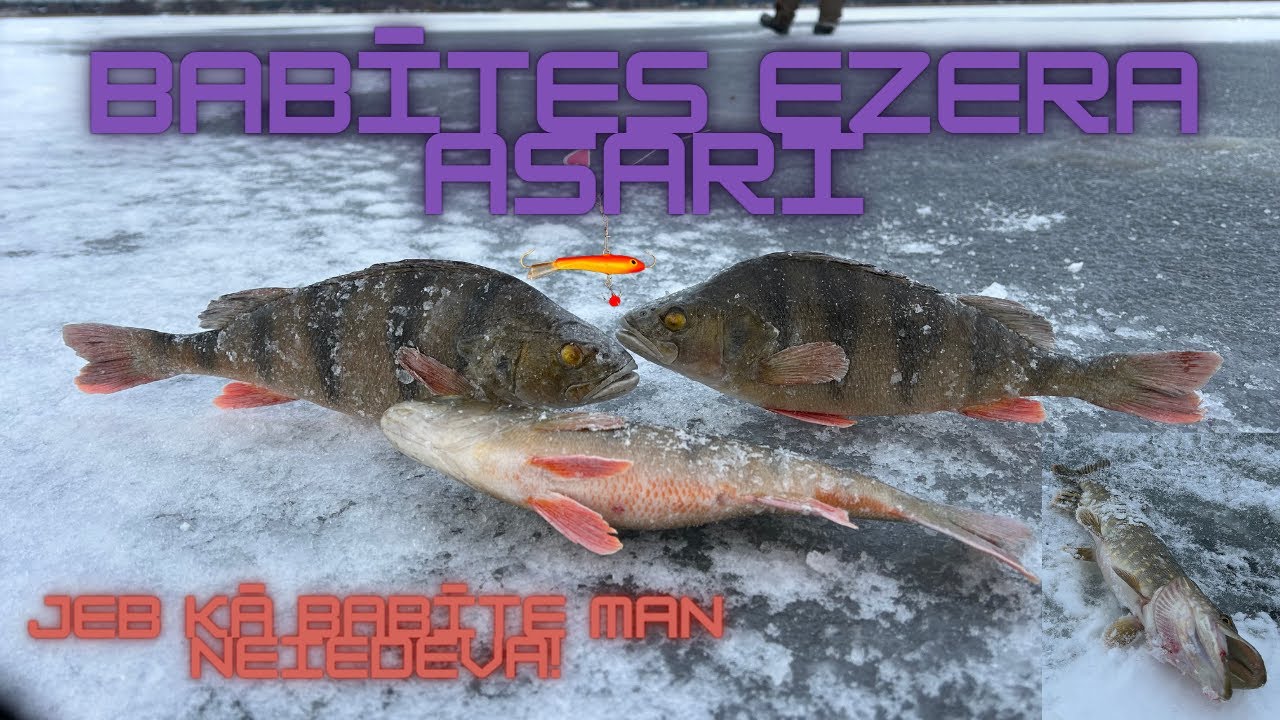 BABĪTES EZERA ASARI NO LEDUS || JEB KĀ BABĪTE NEIEDEVA
