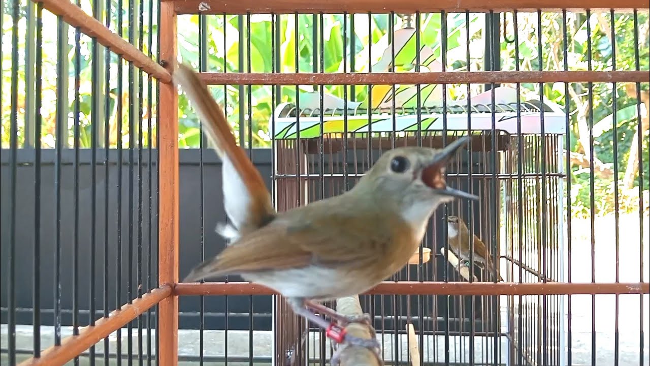 Pancingan SRDC Bahan agar cepat Gacor - SRDC Bali Gacor