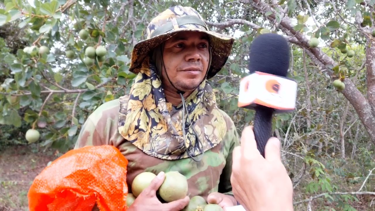 SAFRA DO PEQUI NA SERRA DO CARIRI.