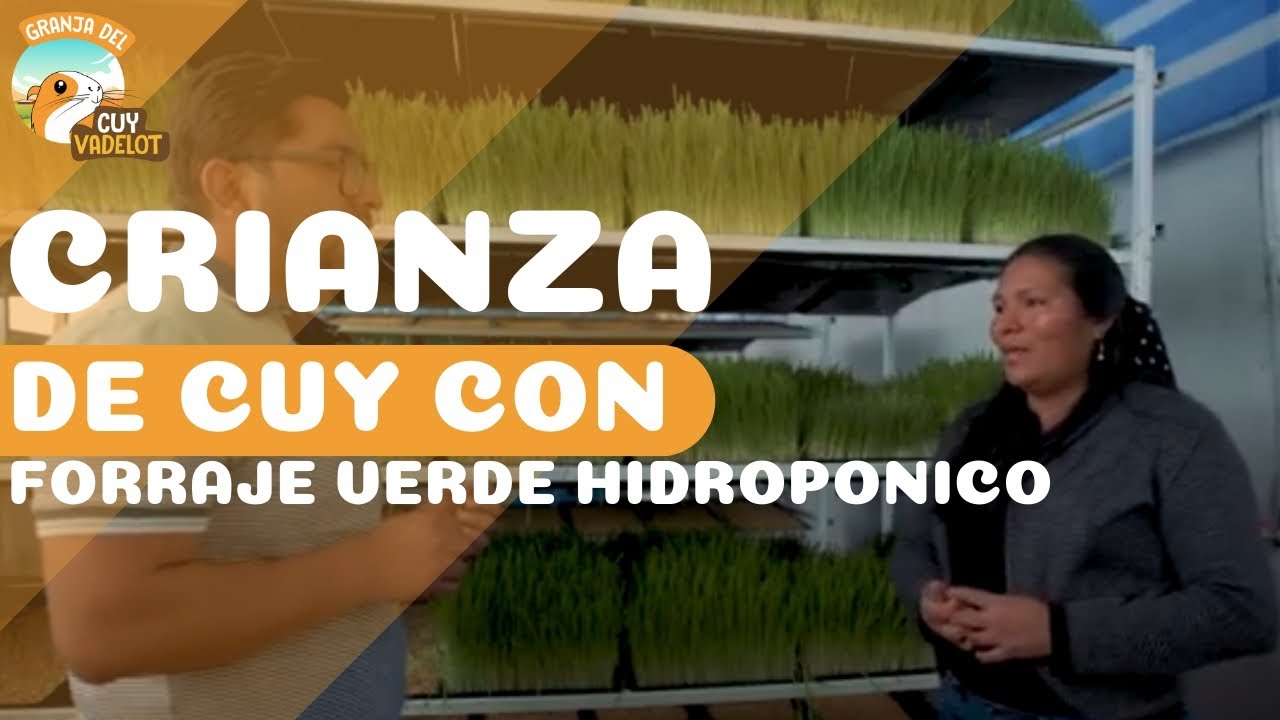 CRIANZA DE CUY CON FORRAJE VERDE HIDROPÓNICO EN AYACUCHO PERÚ