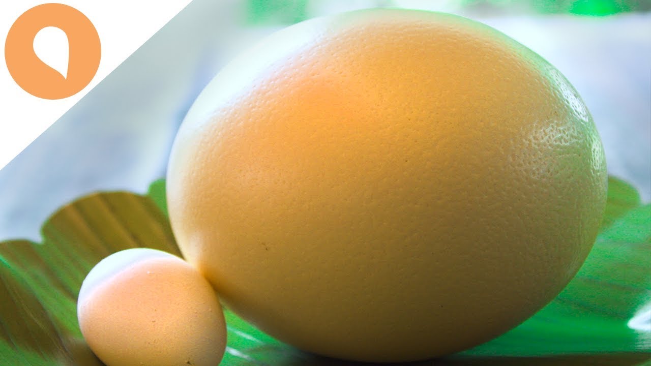 HOW TASTY IS CROCODILE EGG?