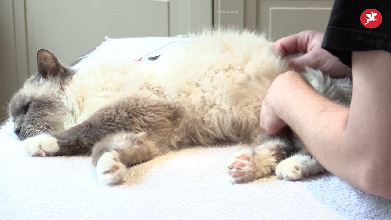 Alforme: Centre de remise en forme pour animaux