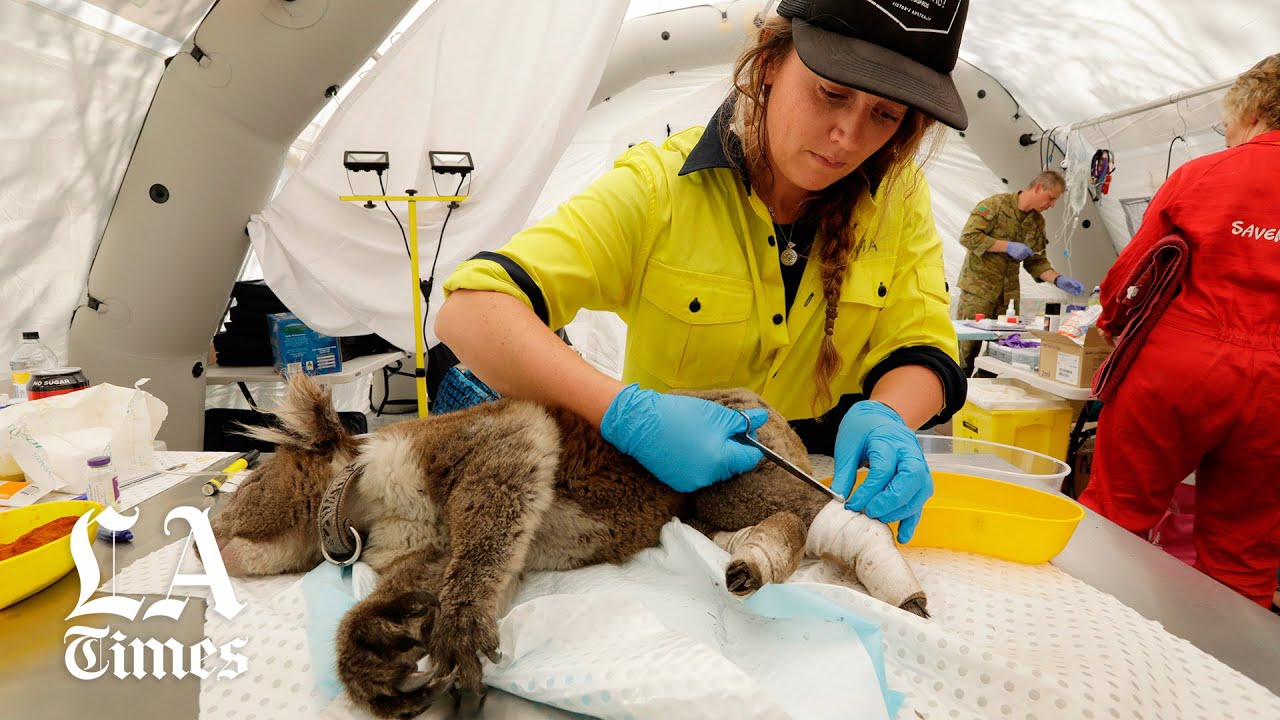 Saving Koalas off Australia’s southeast coast