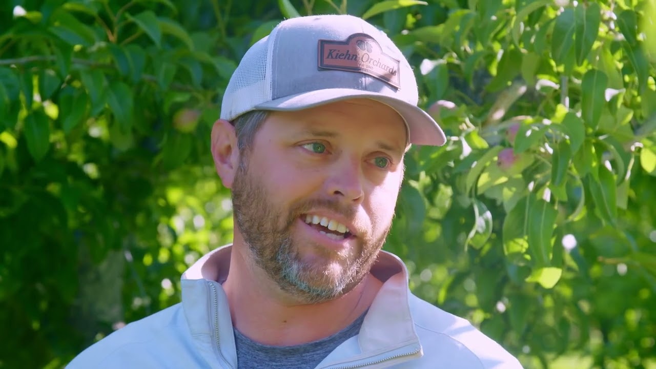 Pear Thinning I Palmer Orchards I Washington Grown