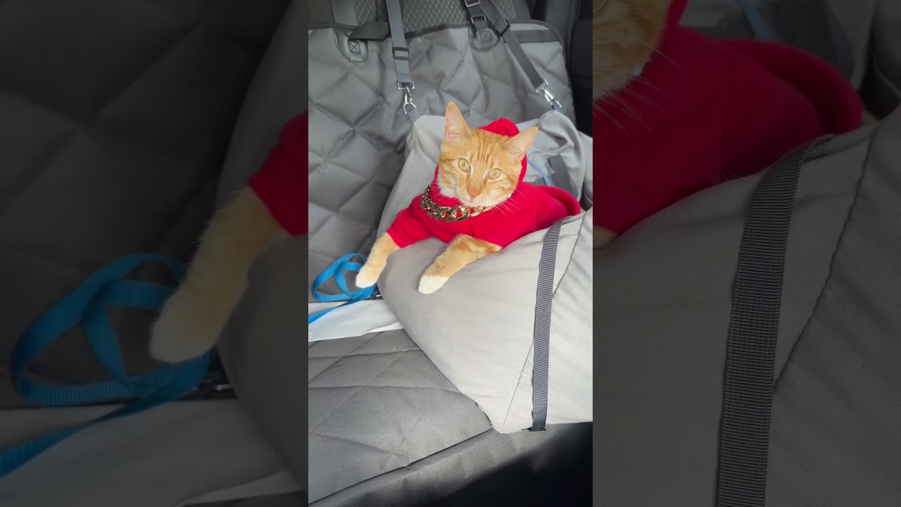 Sevvy in Red 🔥🔥🔥 #seventheorangecat #cat #catlover #pupcup #catadventures