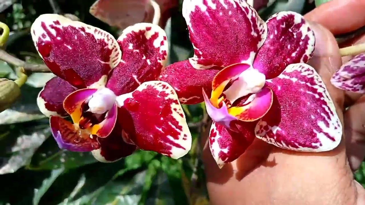 The Most Beautiful Orchids In The World, Most Unique Flowers, Beautiful Phalaenopsis & Dendrobium